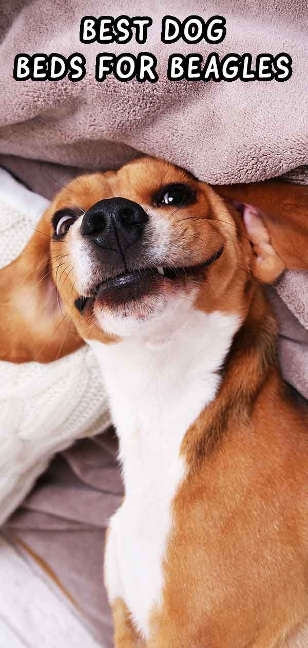 Best Dog Beds For Beagles To Snuggle Up In Cool Dog Beds Beagle