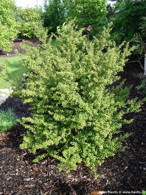 9 best plantes mur images on Pinterest Wall, Plants and Flowers - traitement humidite mur exterieur 9 best plantes mur images on Pinterest Wall, Plants and Flowers - traitement humidite mur exterieur