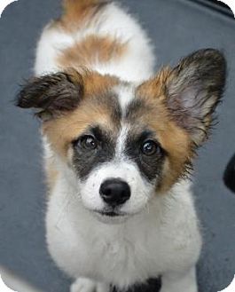 corgi puppies for adoption best 25 corgi mix puppies ideas only on corgi husky mix corgi mix and corgi puppies for adoption best 25 corgi mix puppies ideas only on corgi husky mix corgi mix and