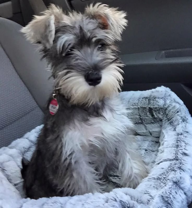 schnauzer puppies the 25 best schnauzer mix ideas on mini schnoodle miniature schnauzer schnauzer puppies the 25 best schnauzer mix ideas on mini schnoodle miniature schnauzer