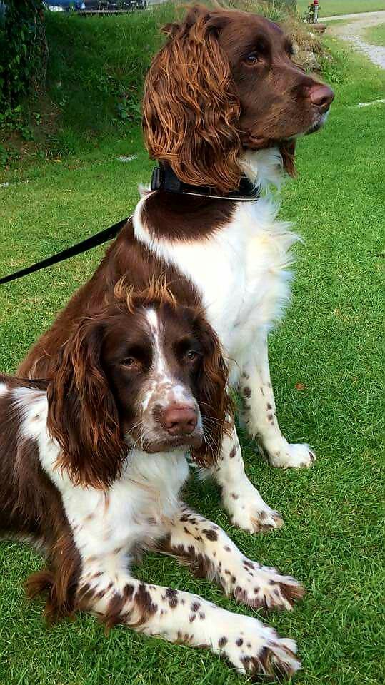 Best Grain Free Dog Food For Springer Spaniels Best Grain Free Dog Food For Springer Spaniels