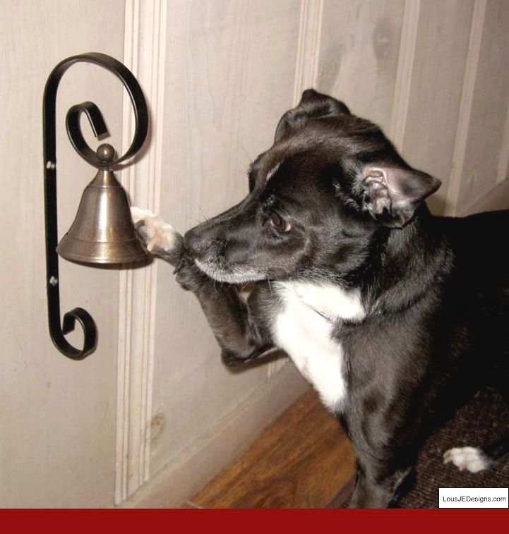 How Do You Train A Dog Not To Bark And Pics Of Tips To Potty Train