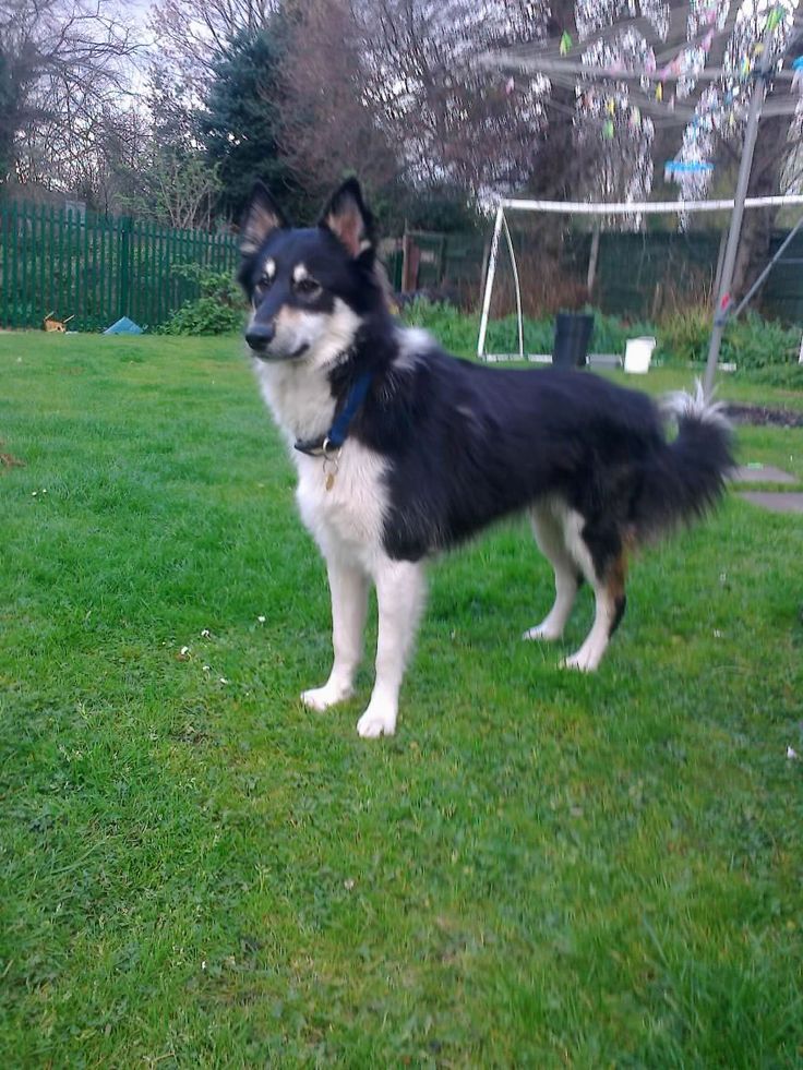 husky collie mix puppy best 25 border collie husky mix ideas on husky collie mix cutest husky collie mix puppy best 25 border collie husky mix ideas on husky collie mix cutest