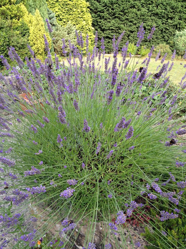 Kadalebele In English English Lavender | English lavender, England, Plants