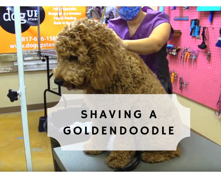 How to Shave your Goldendoodle dog Goldendoodle grooming