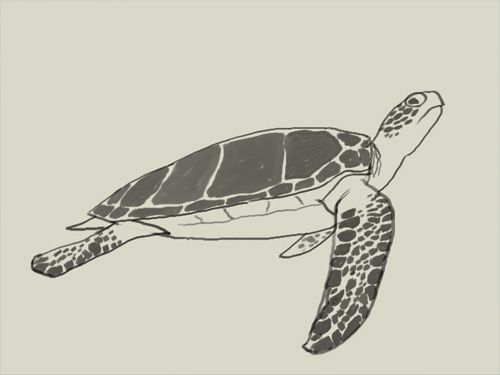 Green Sea Turtle Drawing Easy 25 How to draw green sea turtle. Learn to draw a green sea