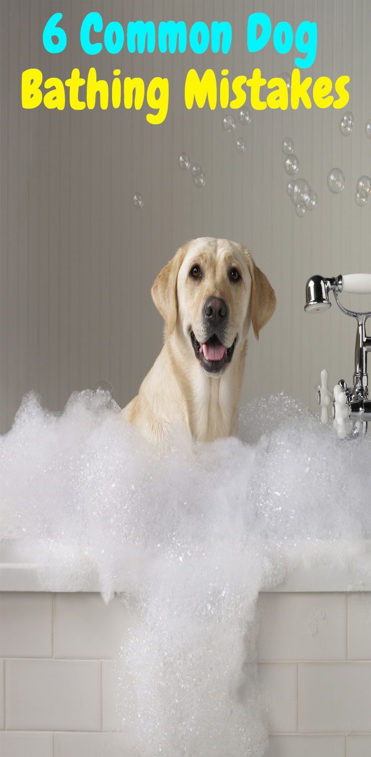 6 Common Mistakes You Make While Bathing Your Pet Labrador