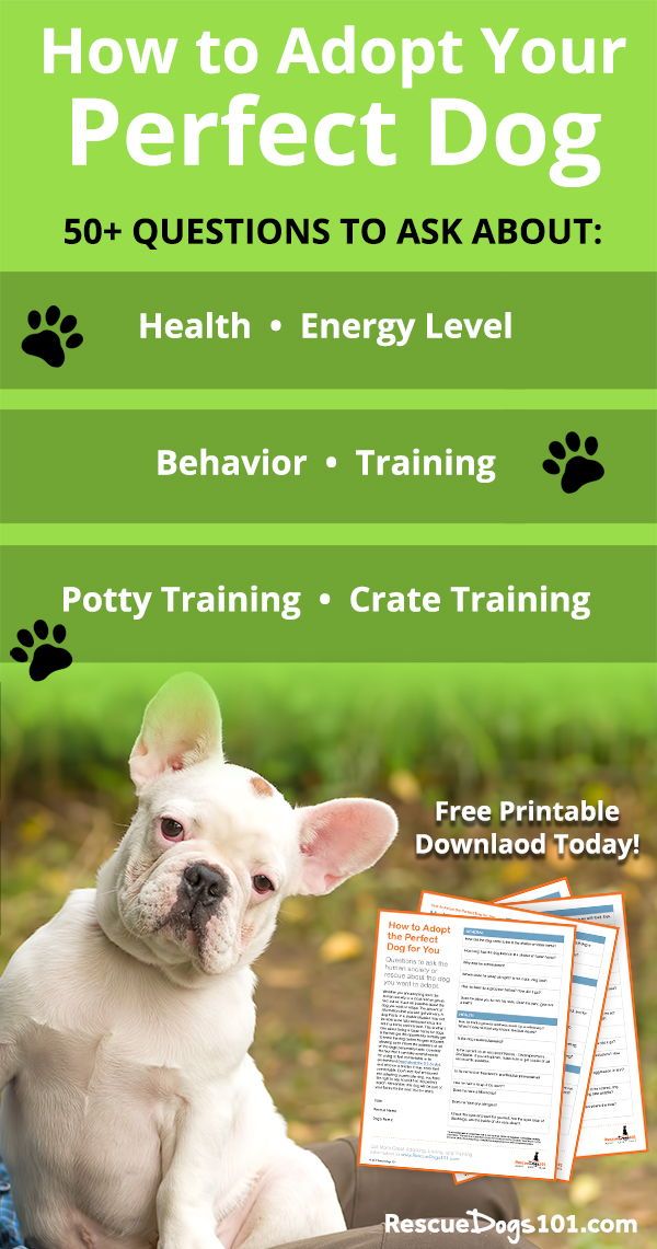 Adopt Your Perfect Dog Dog Training Tips Agility Training