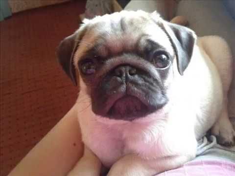 Painting A Pug Puppy Youtube Pug Puppy Pugs