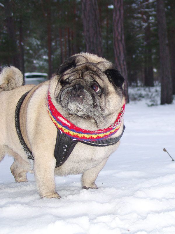 Pug Dog Loves Winter Dog Love Pugs Dogs