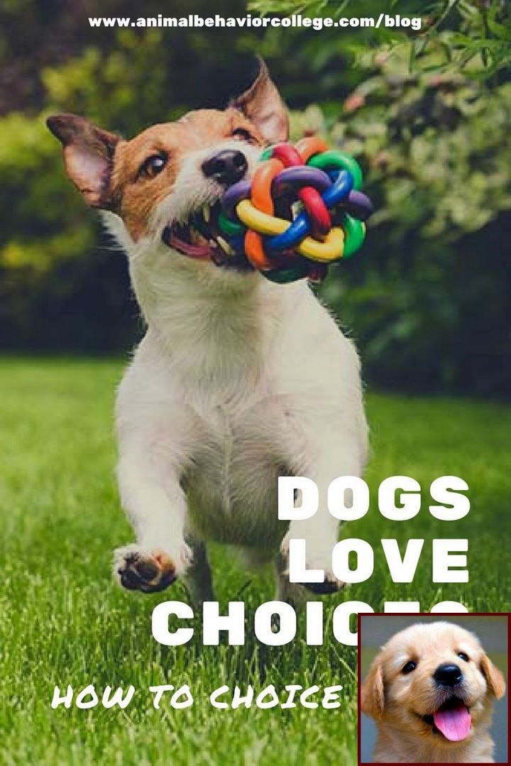 1 Have Dog Behavior Problems Learn About House Training A Puppy