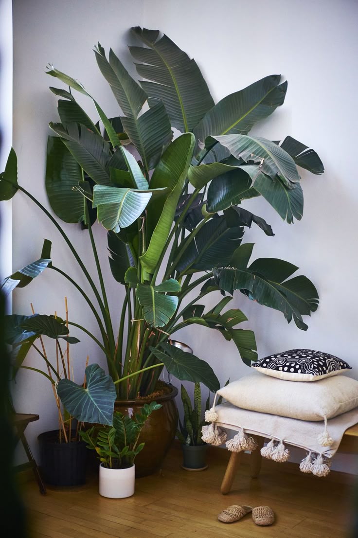260 Best Plants Images On Pinterest House Cactus And Green Extra Large Indoor Plants Looking Stunning