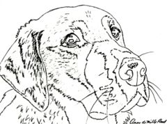 yellow lab colored pencil project kit how to draw