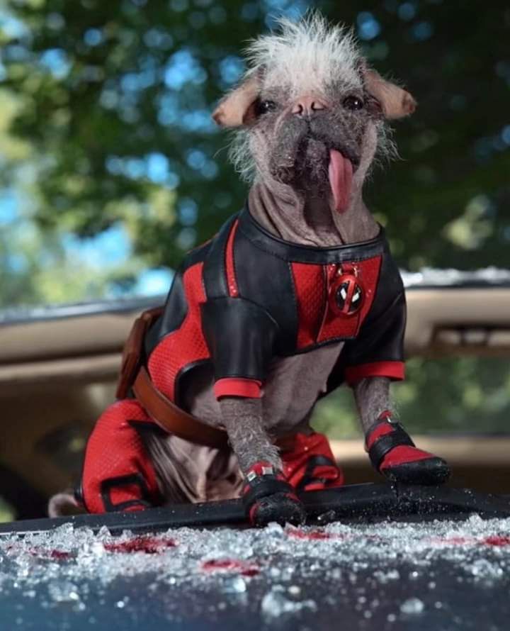 Dog Pool Deadpool Wolverine Deadpool Art Wolverine Dog Pool Deadpool Wolverine Deadpool Art Wolverine