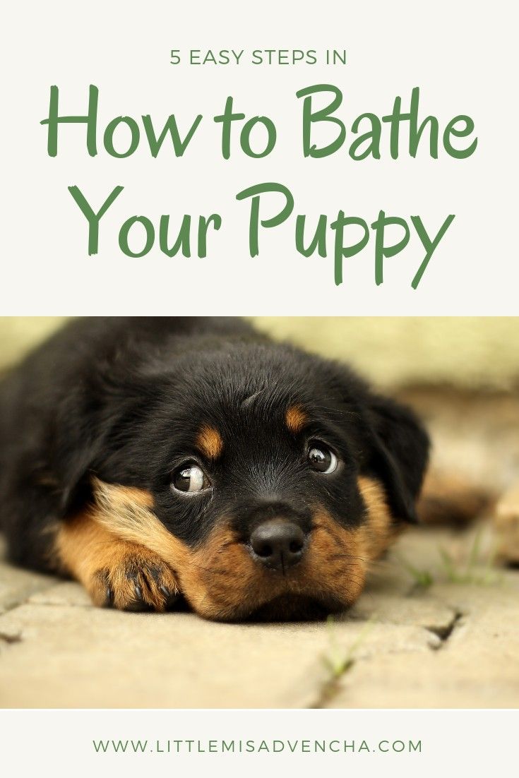 Bathe A Puppy In Six Easy Steps New Puppy Bathing A Puppy Puppies