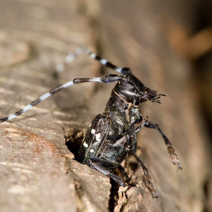 Asian longhorned beetle images — pic 10