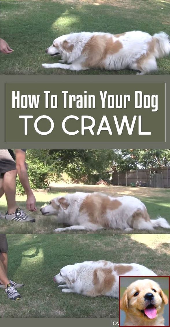 1 Have Dog Behavior Problems Learn About House Training A Puppy