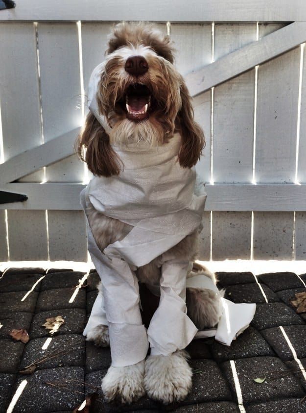 27 Insanely Clever Halloween Costumes For Your Dog Dog Halloween