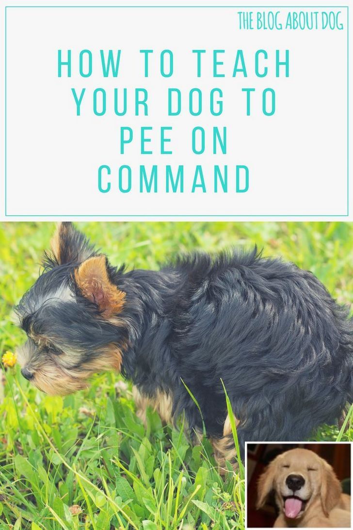 Stop Dog Jumping And Deaf Dog Training Check The Pic For Various