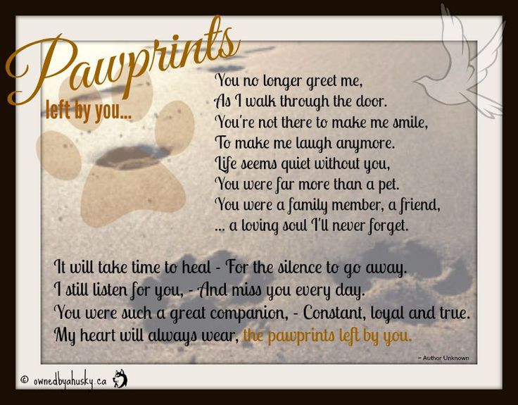The 25+ best Lost pets ideas on Pinterest Pet loss quotes, Miss - lost pet poster The 25+ best Lost pets ideas on Pinterest Pet loss quotes, Miss - lost pet poster