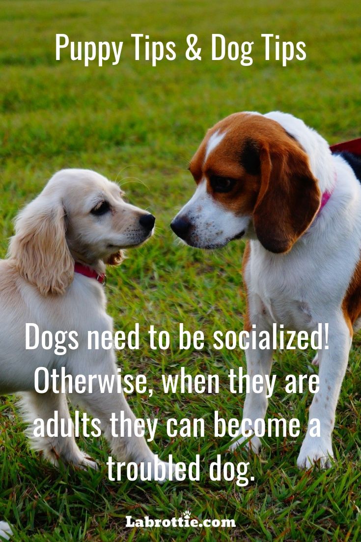 Dog Memes And Tips Pt 2 Dogs Dog Memes Cat House Diy