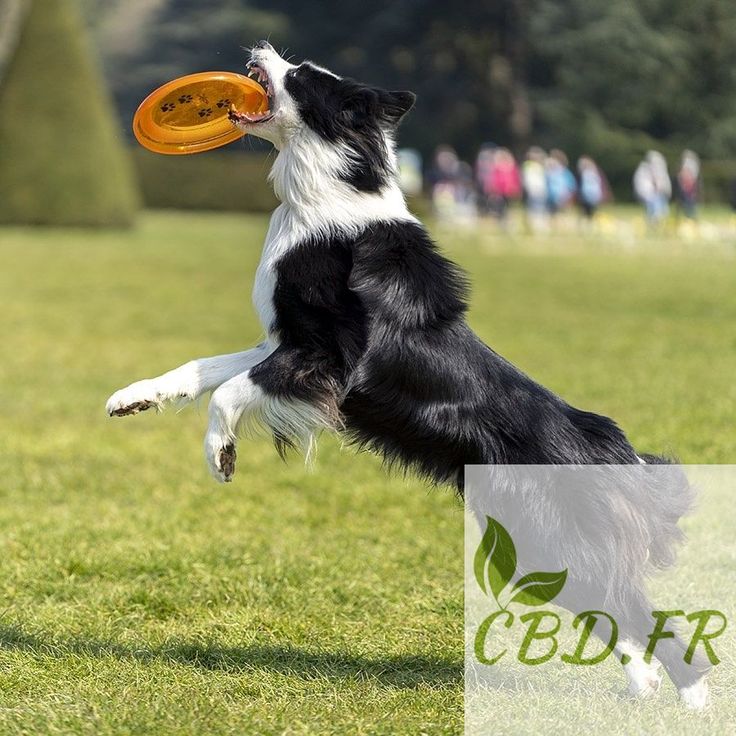 Epingle Sur Cbd Pour Chien Et Chat