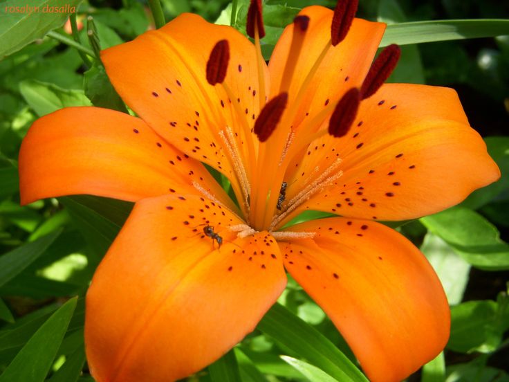 83 Best For My Beautiful Lily Images On Pinterest Lilies Lilies Flowers Bing Images
