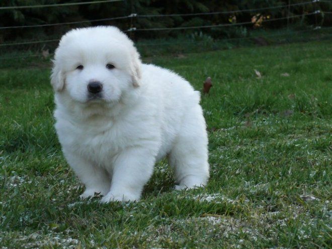 Les 25 meilleures idées de la catégorie Chien des pyrénées Les 25 meilleures idées de la catégorie Chien des pyrénées