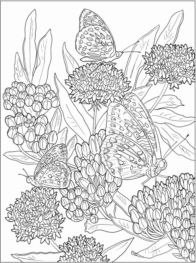 Download Nature Design Coloring Book New Creative Haven Beautiful Nature Designs Coloring Book In 2020 Designs Coloring Books Coloring Books Flower Pattern Drawing