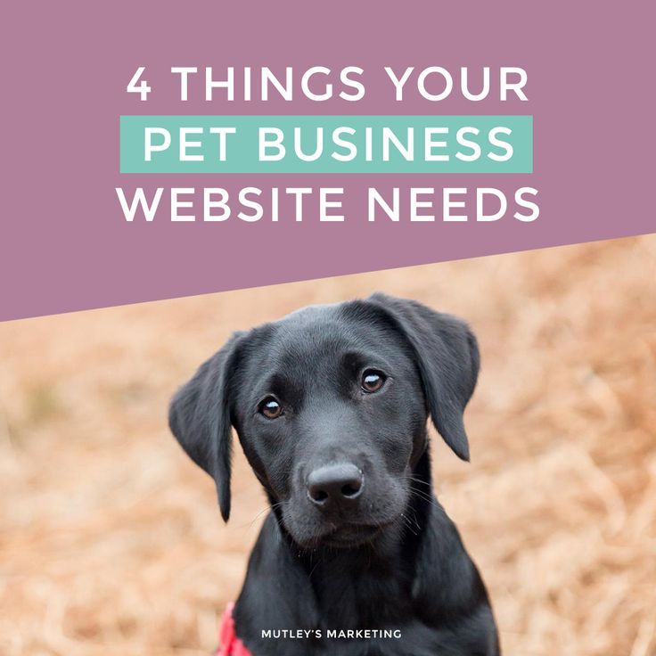 How Do I Set Up A Dog Walking Business How Do I Set Up A Dog Walking Business
