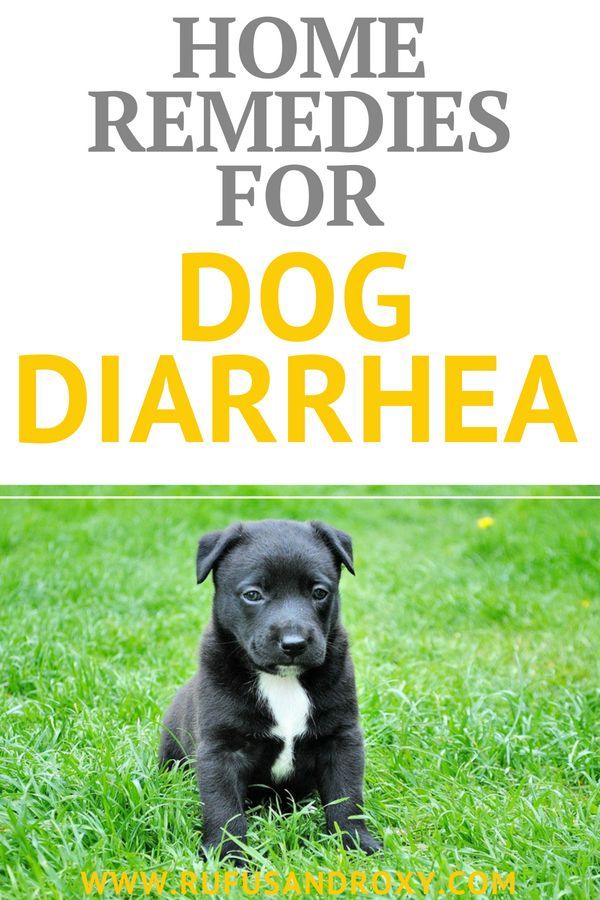 5 Best Dog Diarrhea Home Remedies Dog Diarrhea Remedy Dog Upset