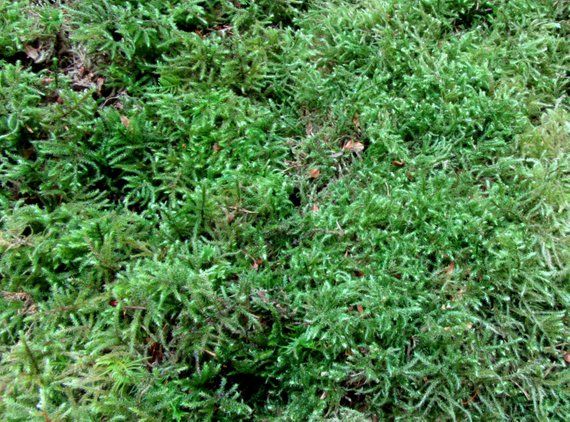 sheet moss download free sheet moss download free