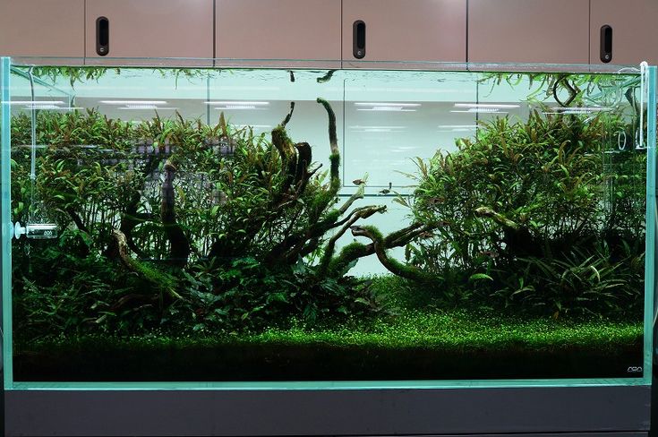 Nature Aquarium Gallery 12 3 Zero Aqua 水草 水槽 レイアウト Nature Aquarium Gallery 12 3 Zero Aqua 水草 水槽 レイアウト