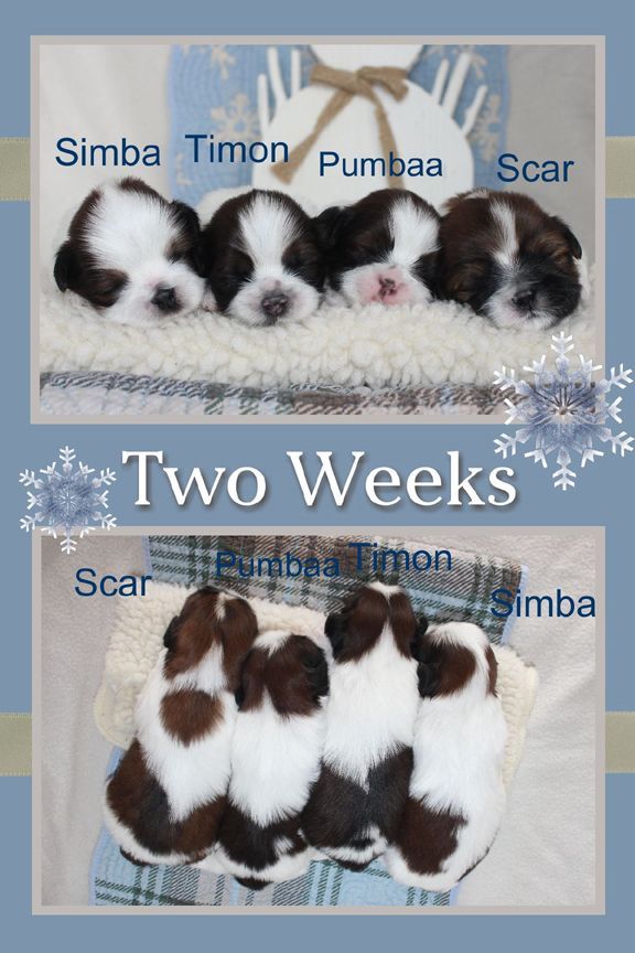 Shih Tzu Puppies For Sale In Indiana Breeder Of Shih Tzu Puppies