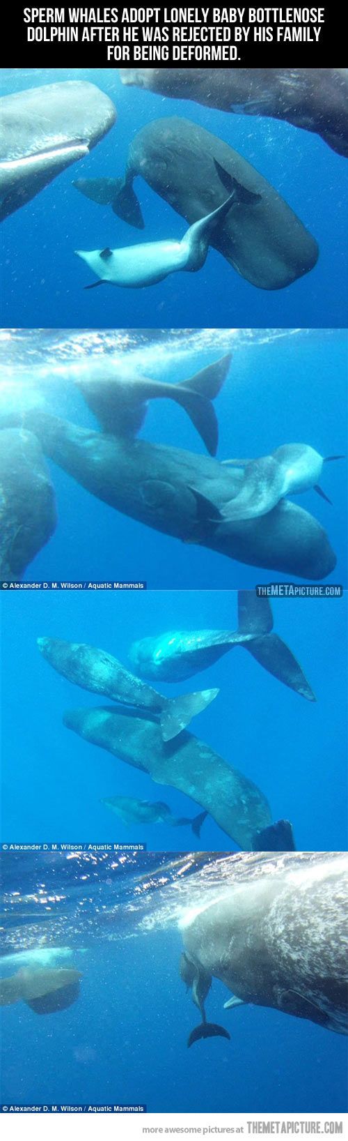 Dolphin Park (Voronezh) - past and present Dolphin Park (Voronezh) - past and present