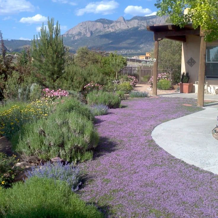 creeping thyme ground cover landscape creeping thyme ground cover landscape