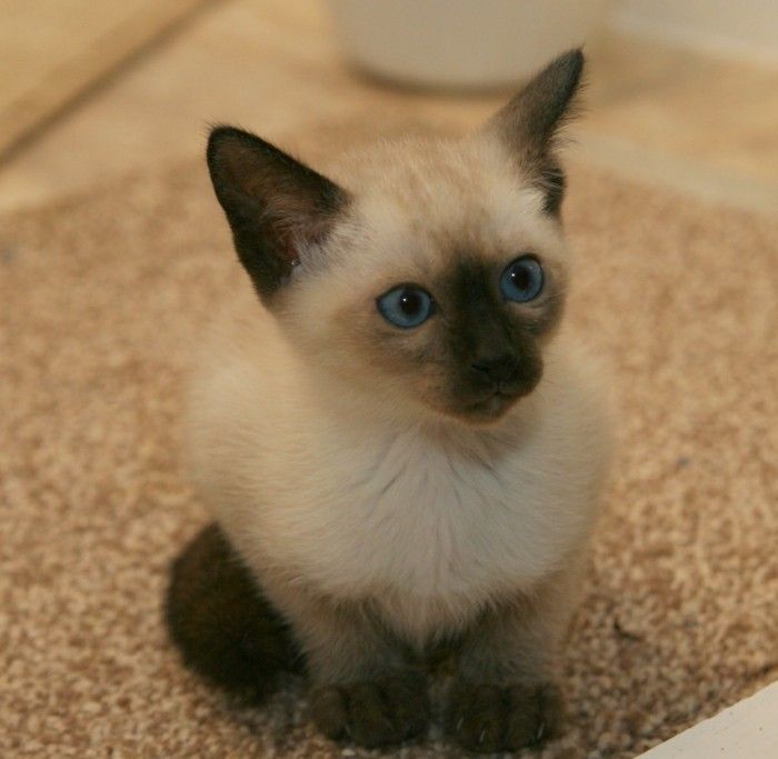 Chats Siamois Les Chats Royaux En 40 Photos Magnifiques Archzine Fr Chats Siamois Chat Royal Bebe Chat Chats Siamois Les Chats Royaux En 40 Photos Magnifiques Archzine Fr Chats Siamois Chat Royal Bebe Chat