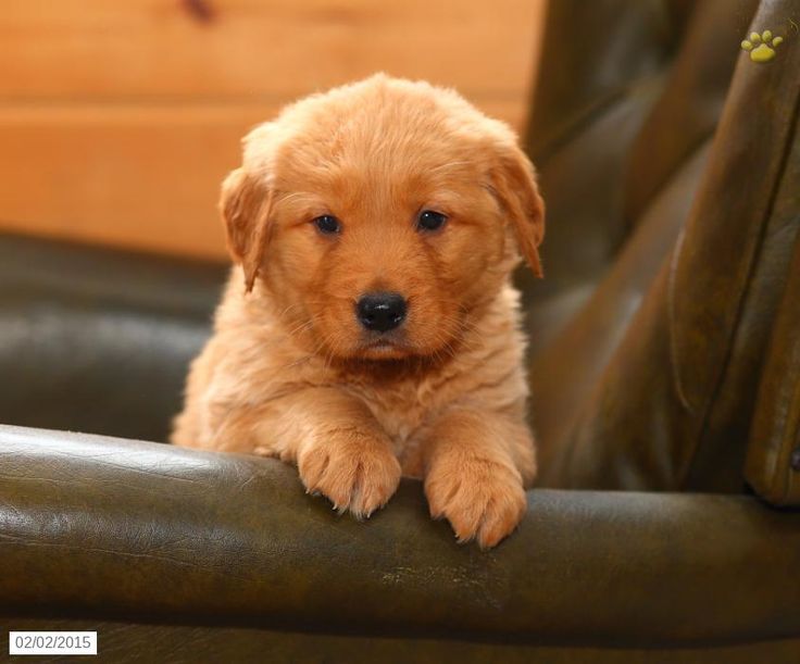 golden retriever puppies pa golden retriever puppy for sale in pennsylvania golden retrievers golden retriever puppies pa golden retriever puppy for sale in pennsylvania golden retrievers