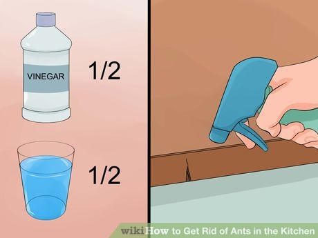 Best Way To Get Rid Of Slugs In The Kitchen Best Way To Get Rid Of Slugs In The Kitchen