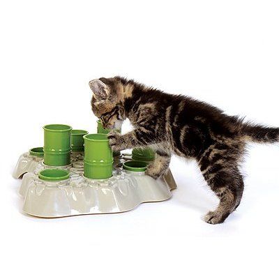 Cats Eating Not Stimulated Cats Eating Not Stimulated