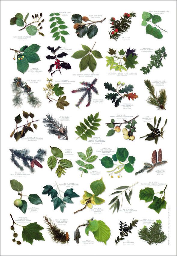 British Tree Leaves Identification Chart Nature Poster In Art British Tree Leaves Identification Chart Nature Poster In Art Posters Contemporary 1980 Now Ebay Foliage Leaf