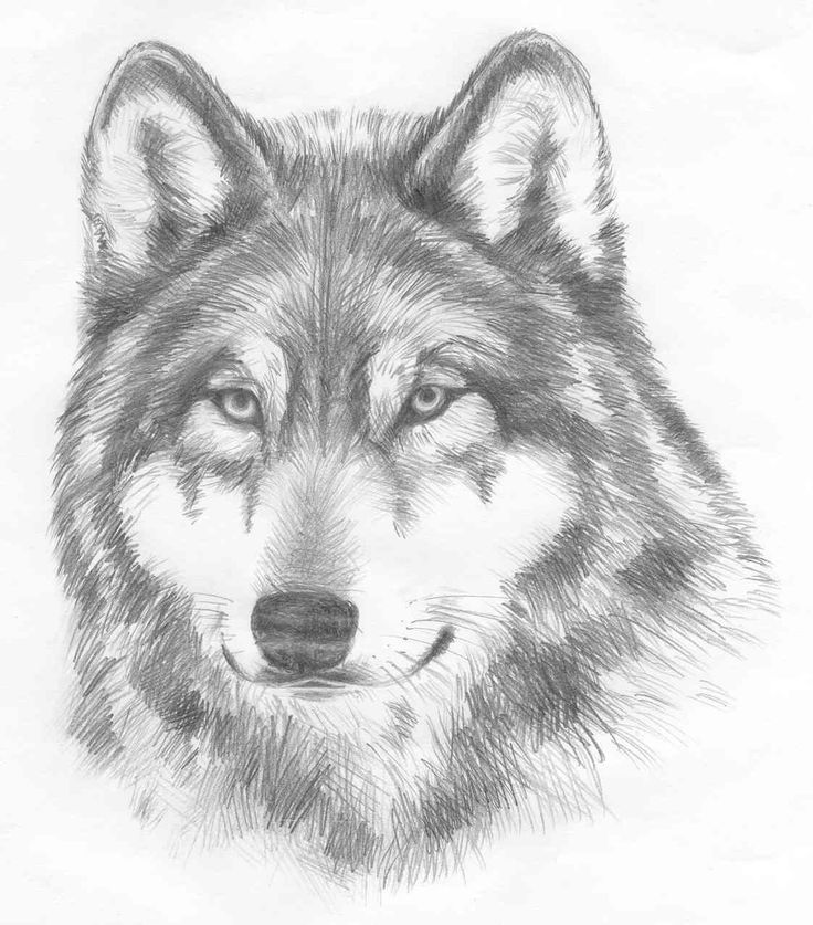 Sketching a Wolf (3x Original Speed) - YouTube