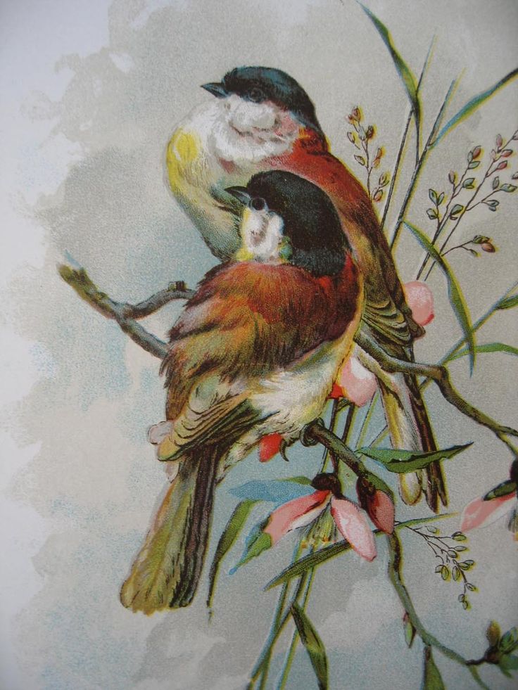 catherine klein prints c1890s 2 bird print s catherine klein chromolithograph from rubylane - Printable Bird Pictures 2 catherine klein prints c1890s 2 bird print s catherine klein chromolithograph from rubylane - Printable Bird Pictures 2