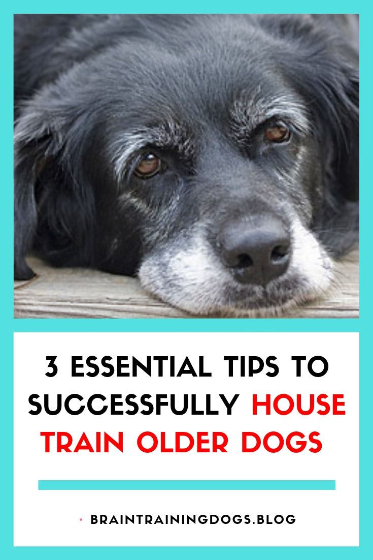 House Training Older Dogs Is A More Delicate Process Than With