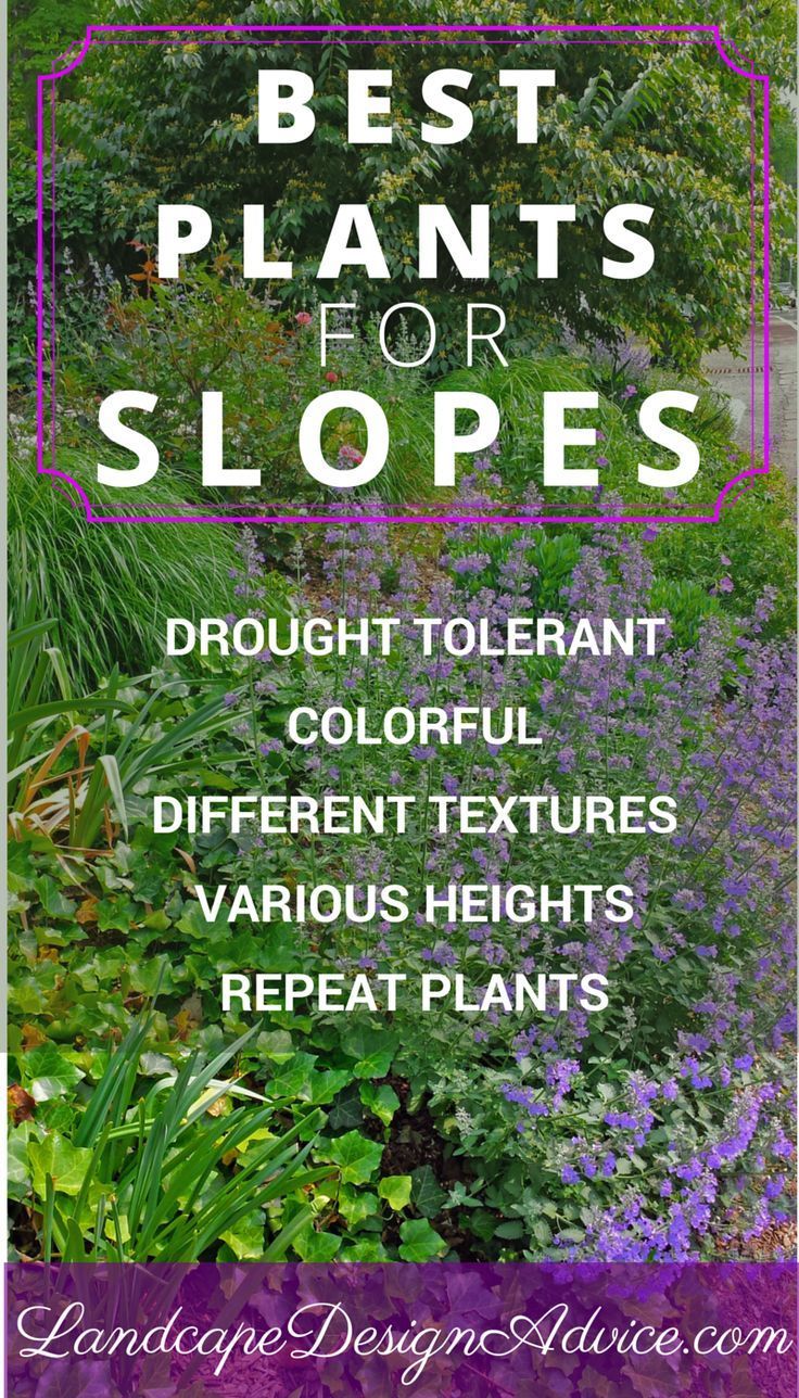 Landscaping Steep Slopes | Drought tolerant plants, Drought tolerant ... Landscaping Steep Slopes | Drought tolerant plants, Drought tolerant ...