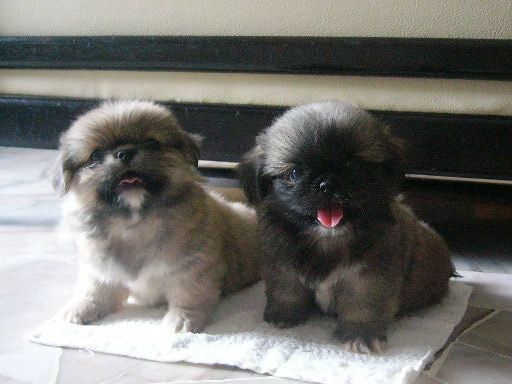 yorkie pekingese puppies best 25 pekingese puppies ideas on pekingese dogs pekingese puppies for yorkie pekingese puppies best 25 pekingese puppies ideas on pekingese dogs pekingese puppies for