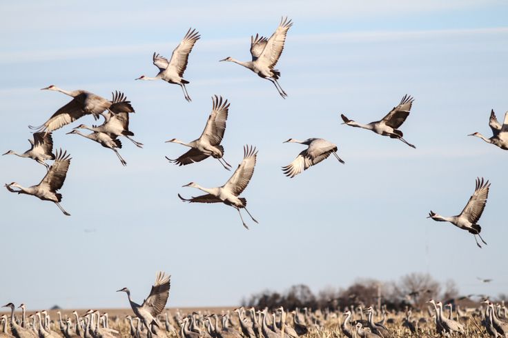 Https Cranetrust Org Explore Crane Migration Tours Https Cranetrust Org Explore Crane Migration Tours