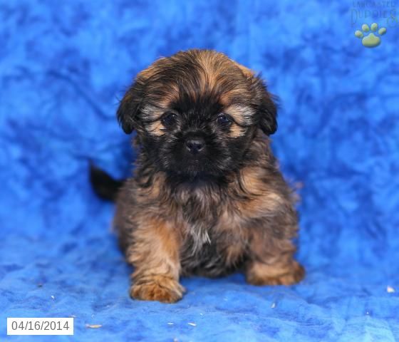 shih tzu pa 28 best shih tzu images on puppies for sale shih tzu puppy and pennsylvania shih tzu pa 28 best shih tzu images on puppies for sale shih tzu puppy and pennsylvania