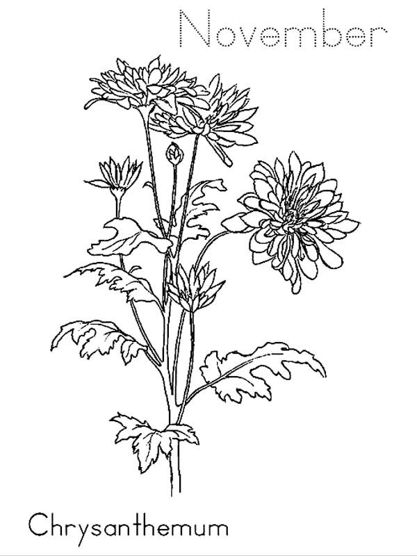 Chrysanthemum On November Coloring Page Coloring Sun