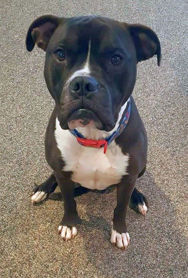 Boxer Dog For Adoption In Rockaway Nj Adn 773292 On Puppyfinder